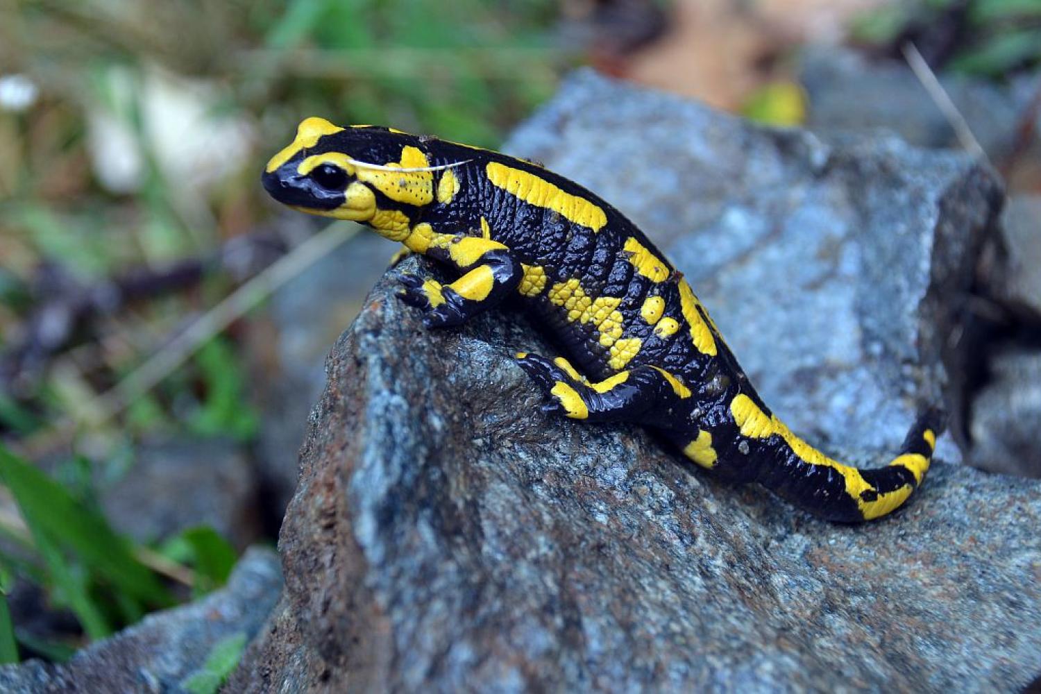 Salamandre tachetée (Salamandra salamandra) - Monde Animal