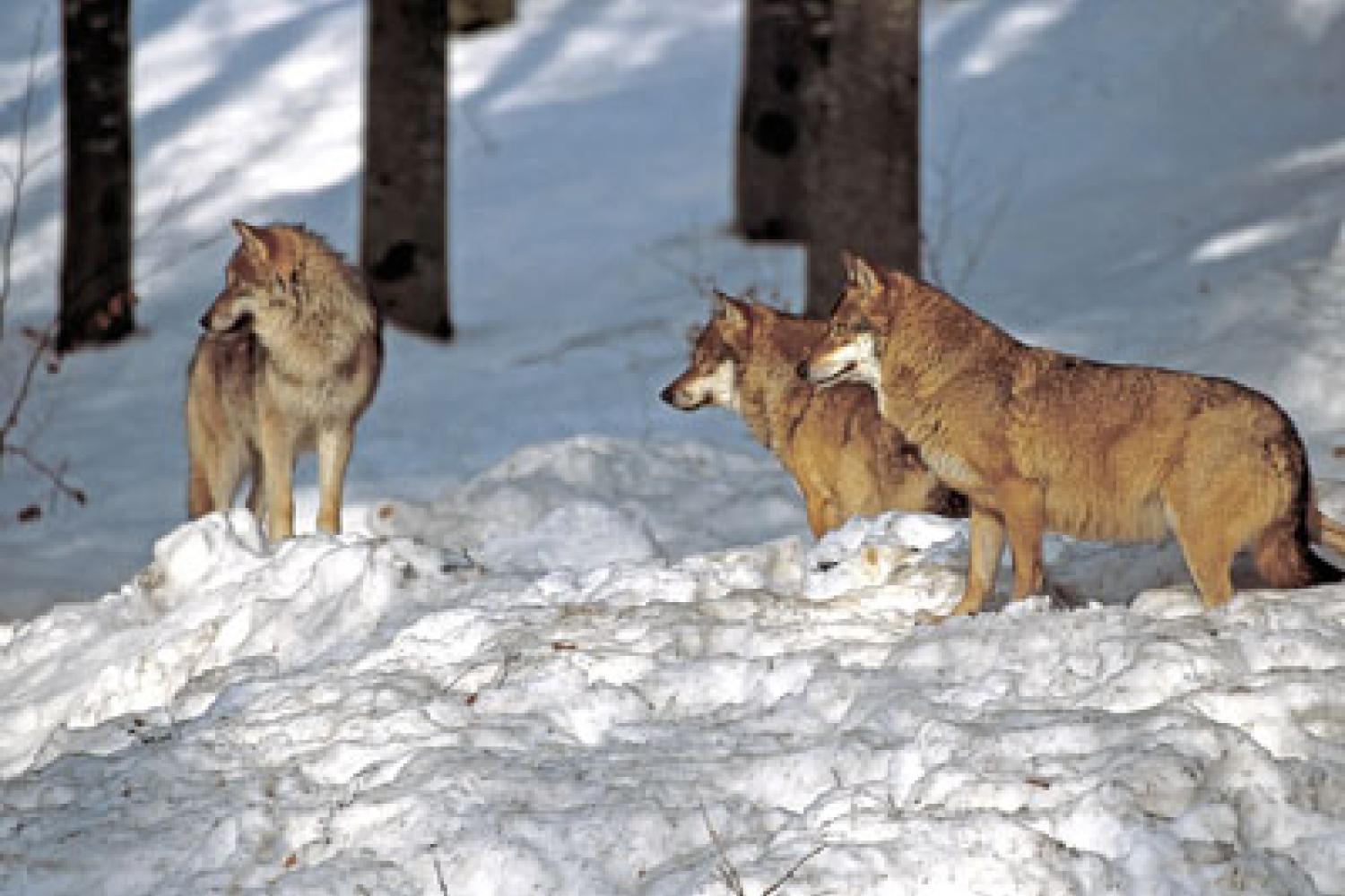 Le loup  Portail des parcs nationaux de France