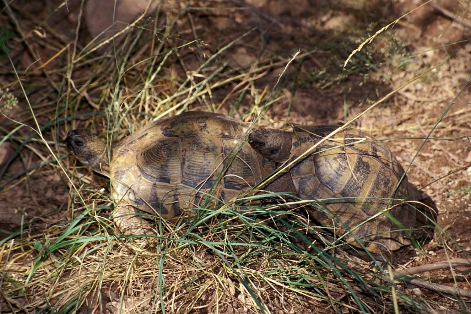 accouplement_de_tortues_dhermann_c_j.m._mille_pnpc.jpg