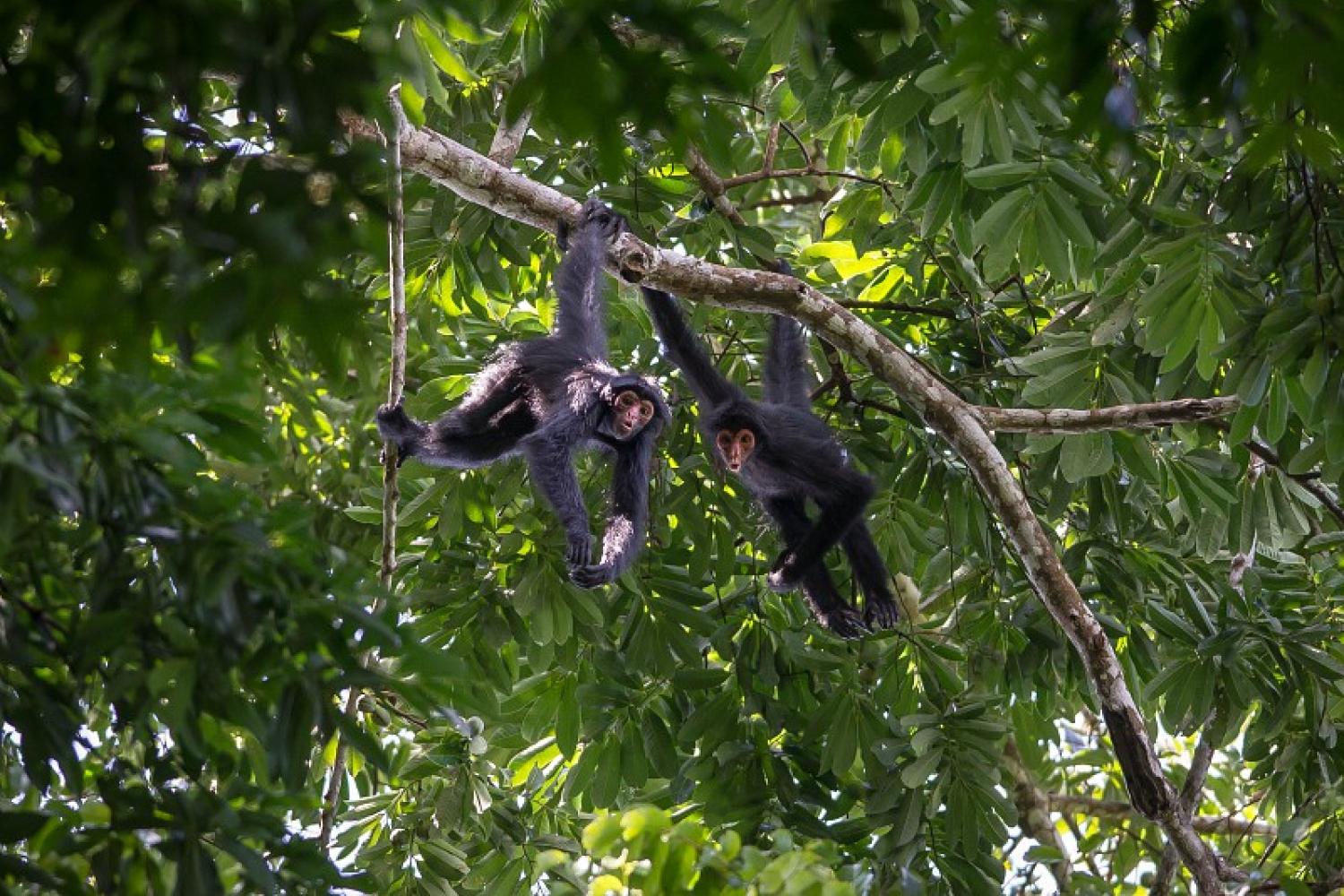 ateles_noirs_atelus_paniscus_c_aurelien_brusini.jpg