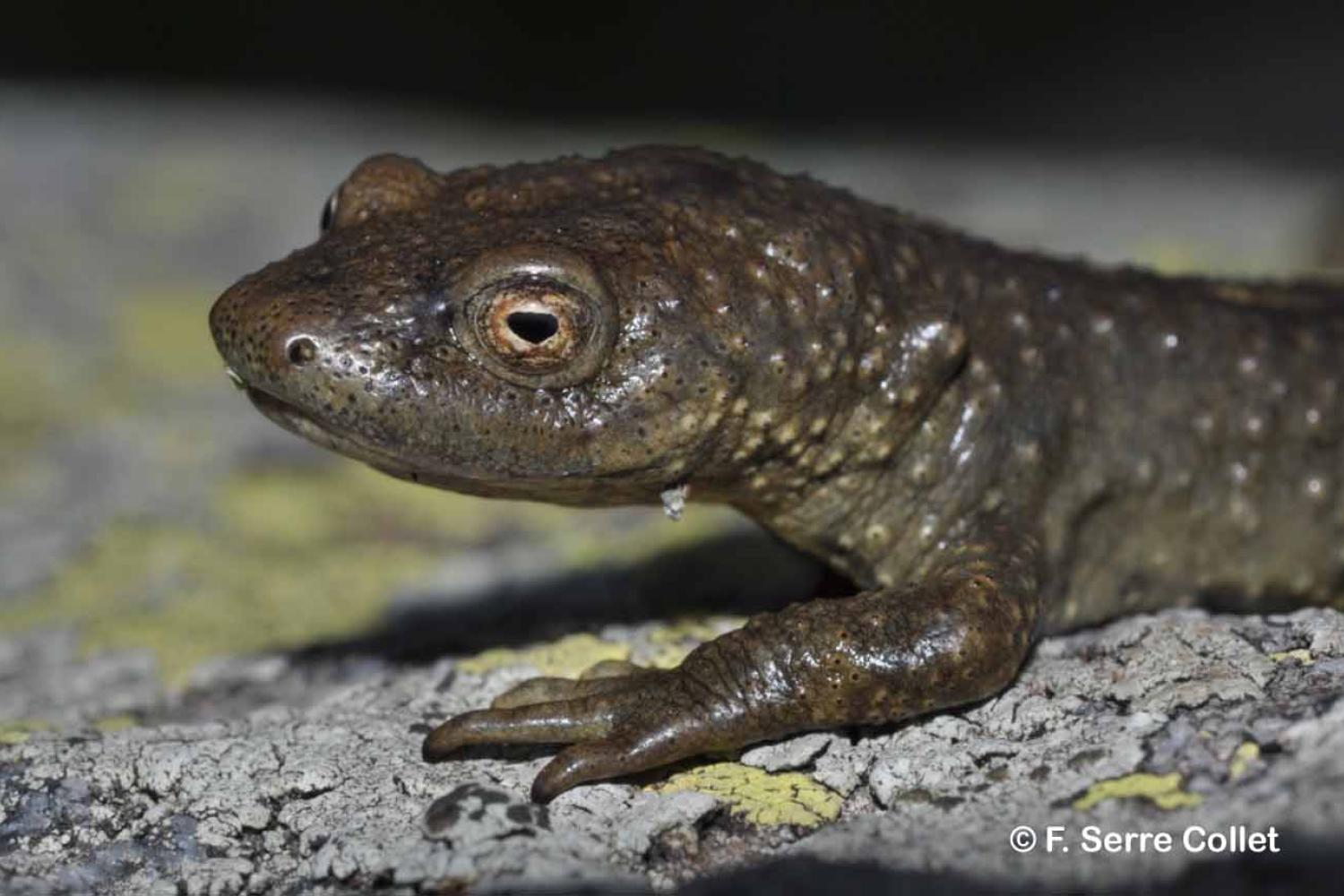 calotriton_des_pyrenees_f._serre_collet.jpg