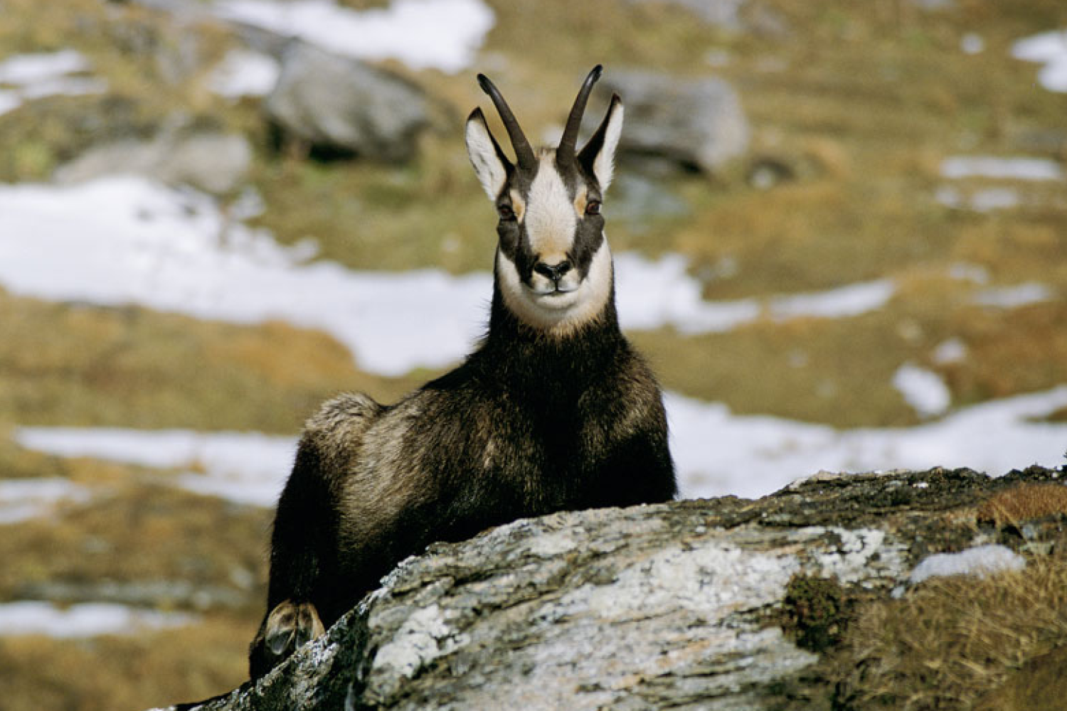 chamois.png