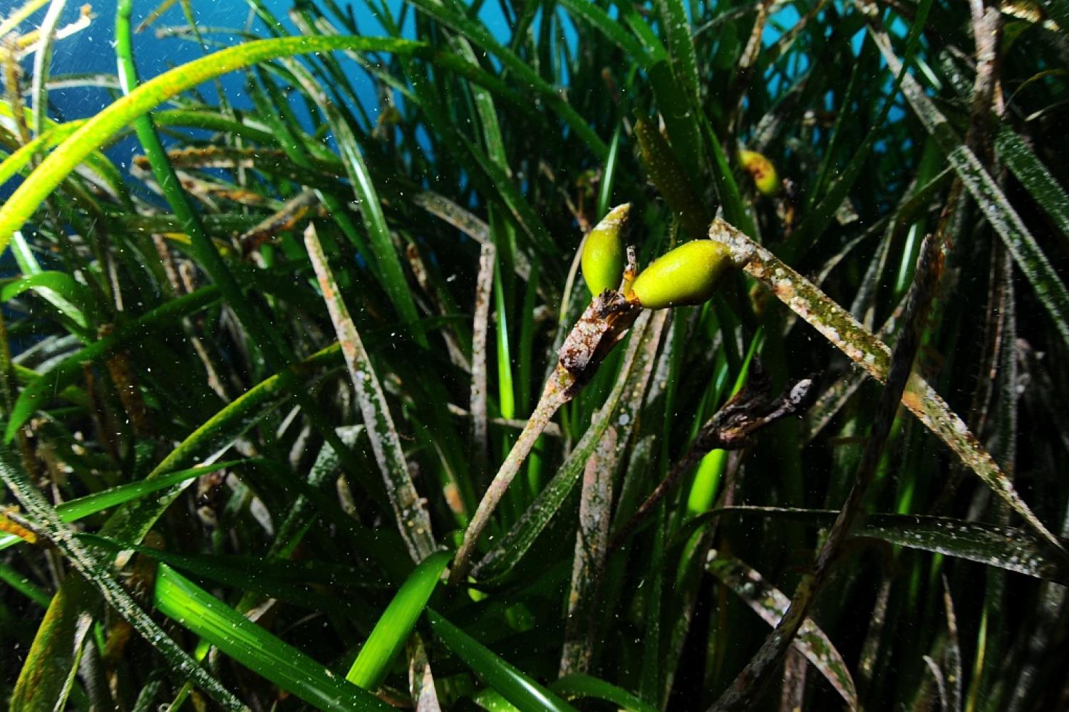 fruits-de-posidonie_declic_bleu_mediterranee.jpg