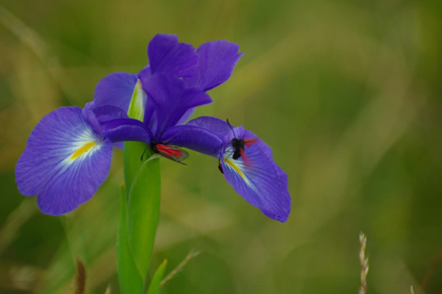 iris_des_pyrenees.jpg