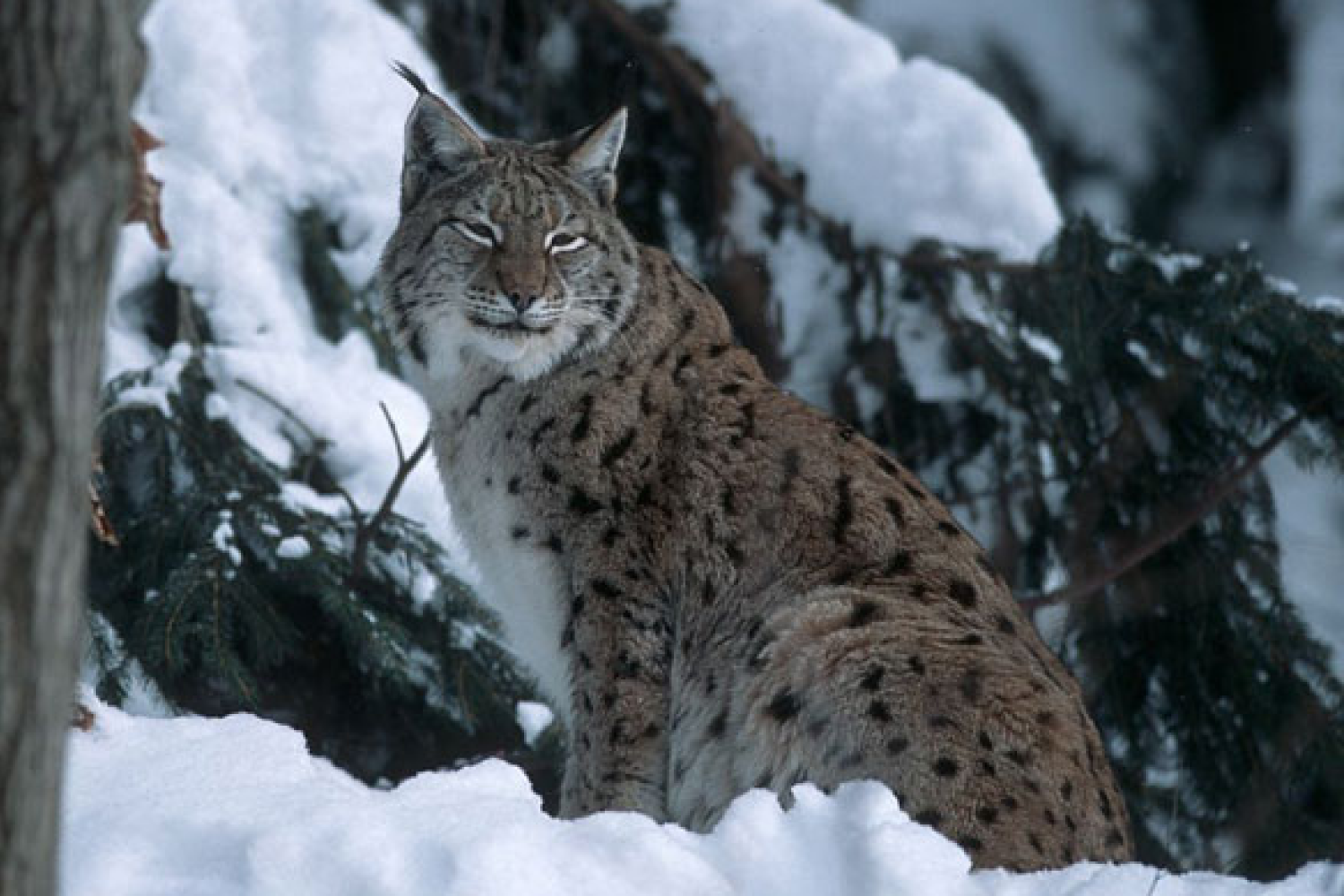 Le lynx boréal  Portail des parcs nationaux de France