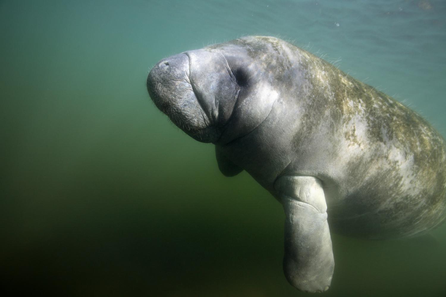 manatee1.jpg