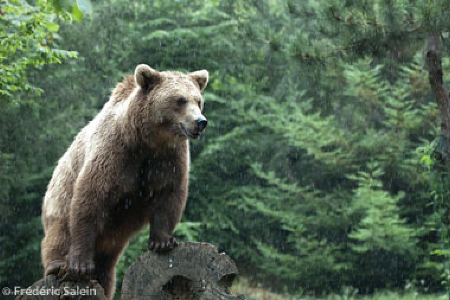 Ours dans les pyrénées causes