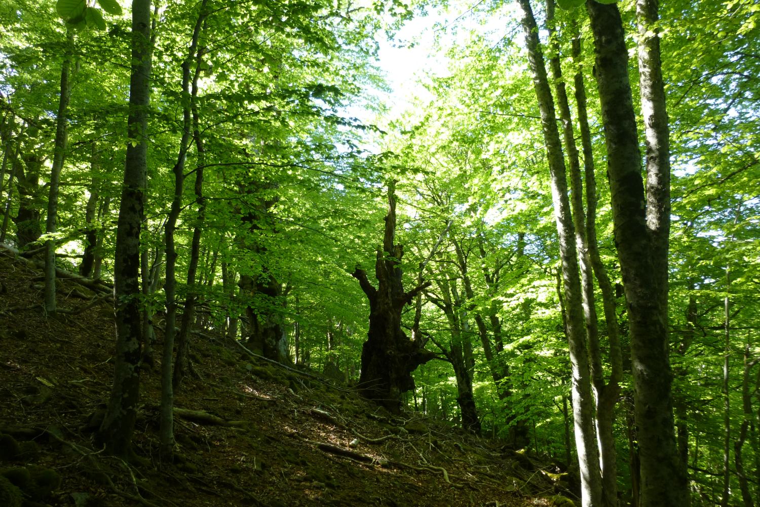 La faune des forêts françaises - Forêts Anciennes