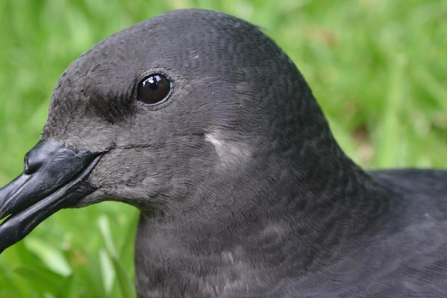 petrel_noir_de_bourbon_c_benoit_lequette_pnrun.jpg