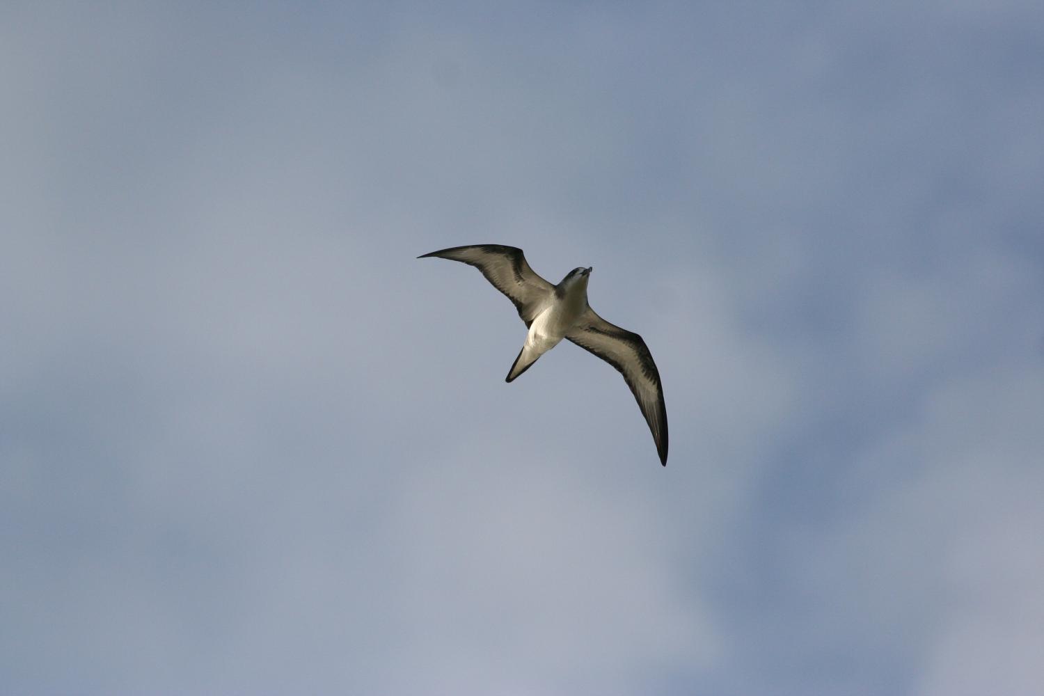 pnrun_petrel_de_barau_jeanfrancoisbenard.jpg