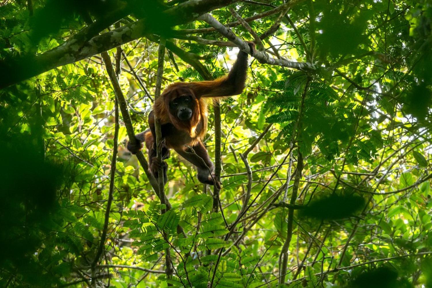 singe_hurleur_roux_alouatta_macconnelli_c_g.feuillet_pag.jpg